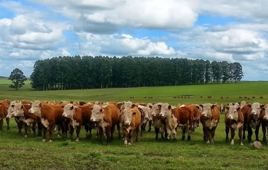 Uruguay Cattle
