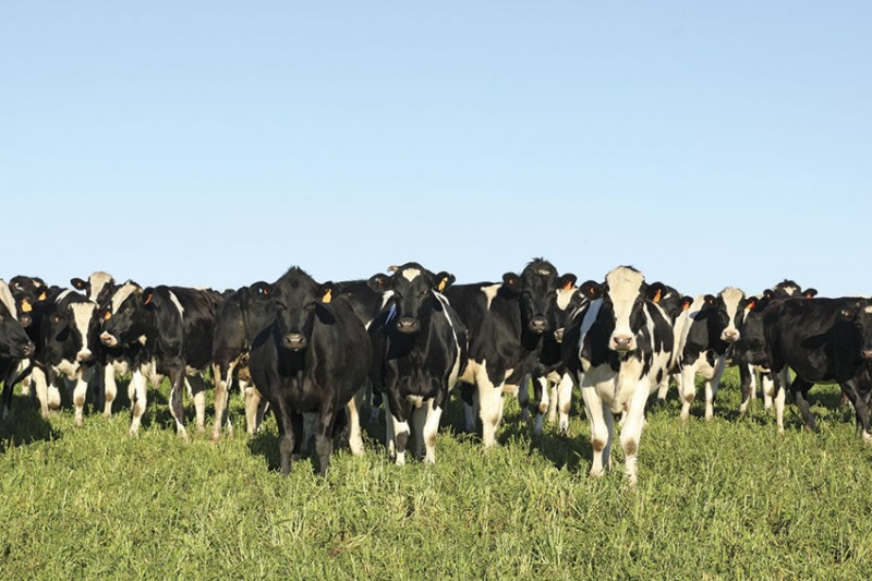 Uruguayan Cattle